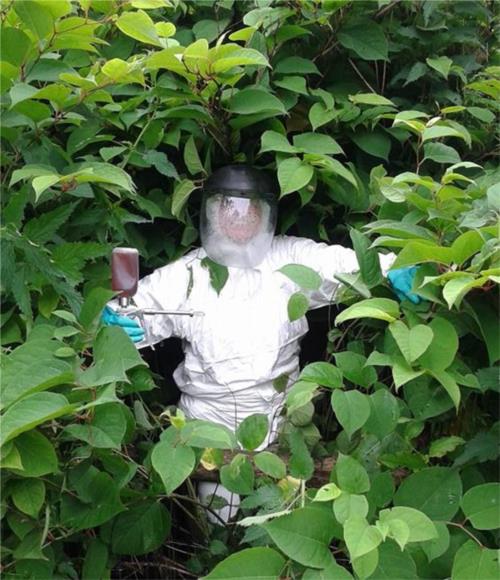 Knotweed Control Swansea Knotweed Control Swansea